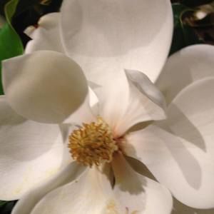 Meet your Posher, Susie